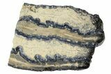 Mammoth Molar Slices In Case - South Carolina #165118-1